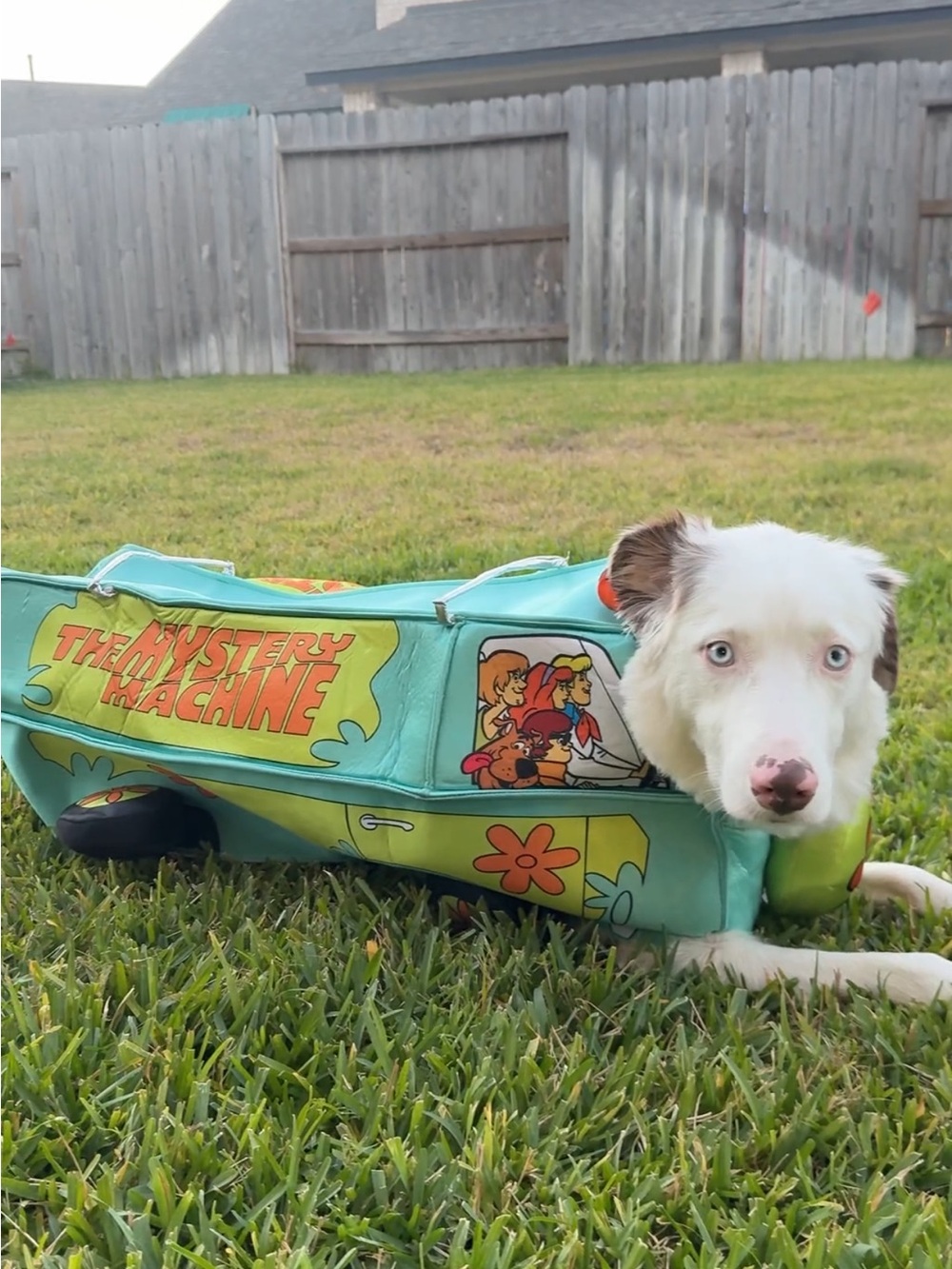 Scooby-Doo Mystery Machine Dog Costume - Large